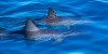 Spinner Dolphins